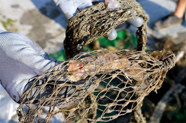 fishing for litter
